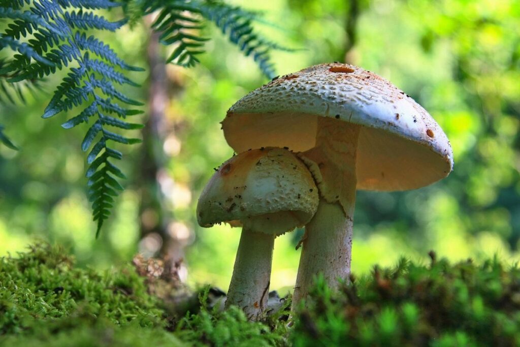sorties champignons dans les Vosges